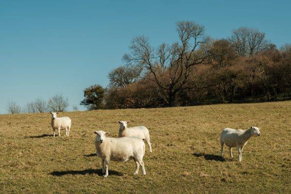 Hogget: The Sustainable Choice