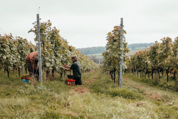 English Wine Week: Maid of Bruton