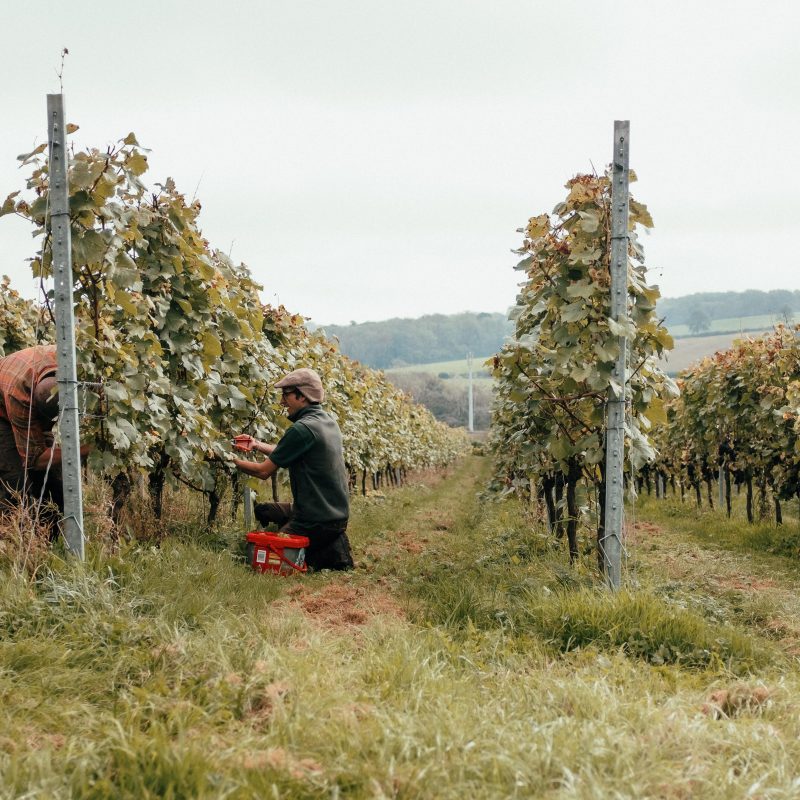 Wine and Cider