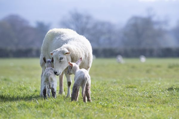 Our cattle and sheep