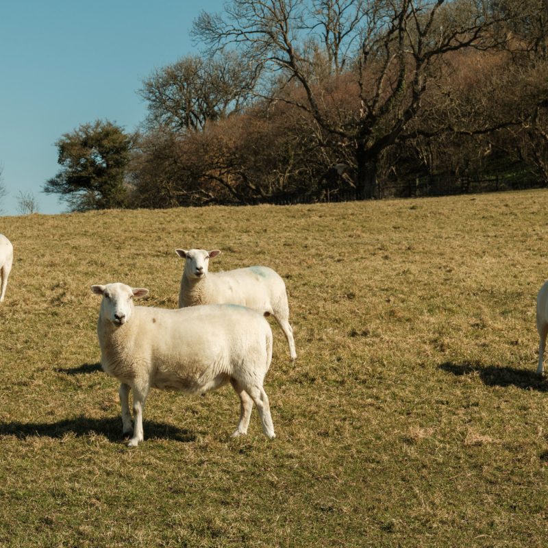 Lamb