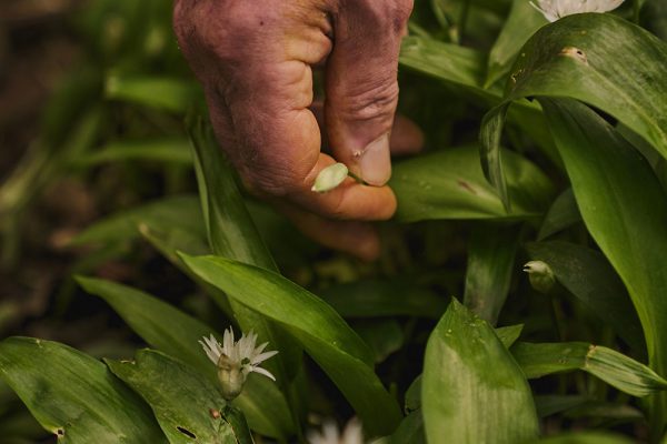 Recipe: Soft Boiled Eggs with Wild Garlic Salt