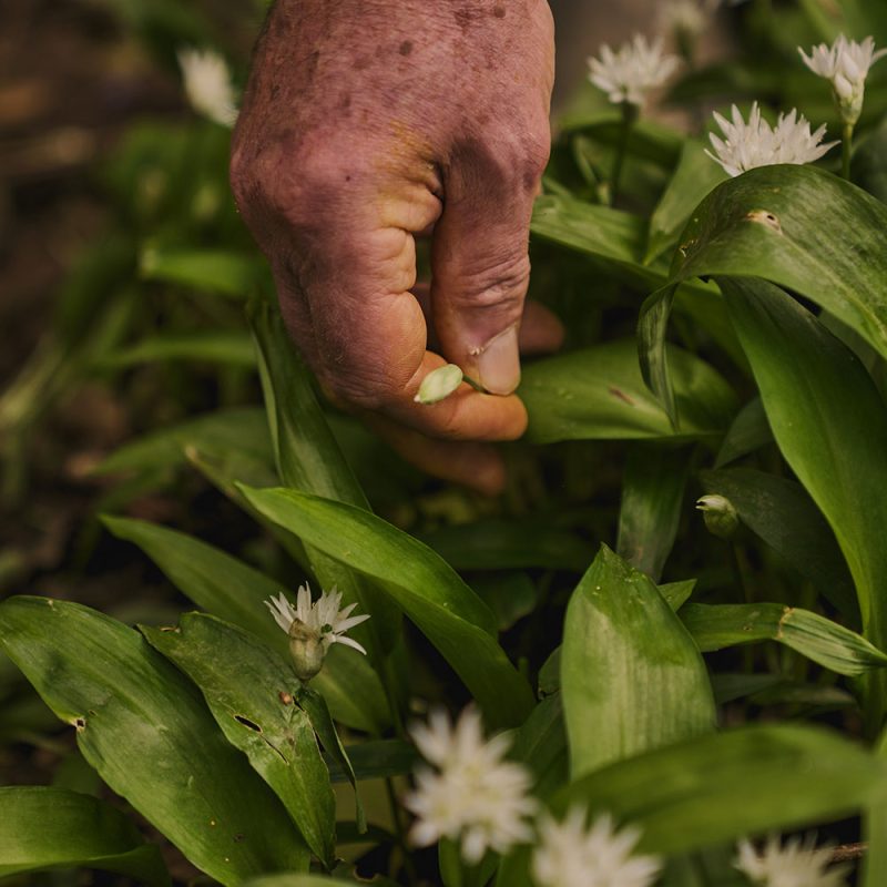 Recipe: Soft Boiled Eggs with Wild Garlic Salt