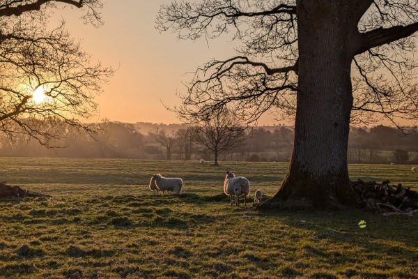 Spring Lambing Season