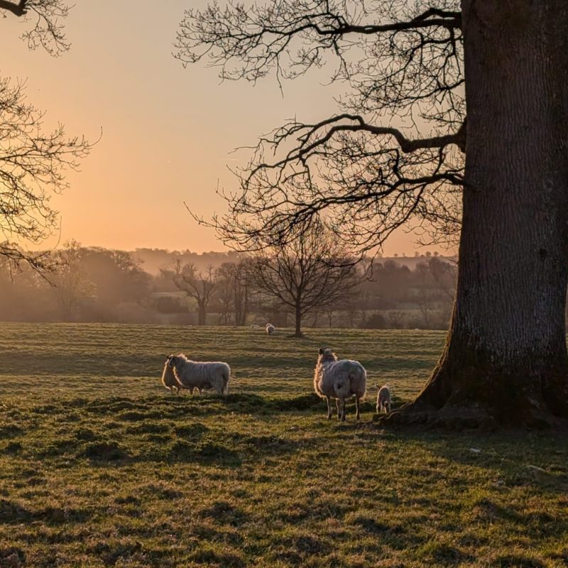 Spring Lambing Season