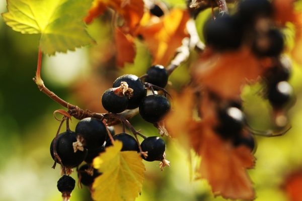 Recipe: Bramble