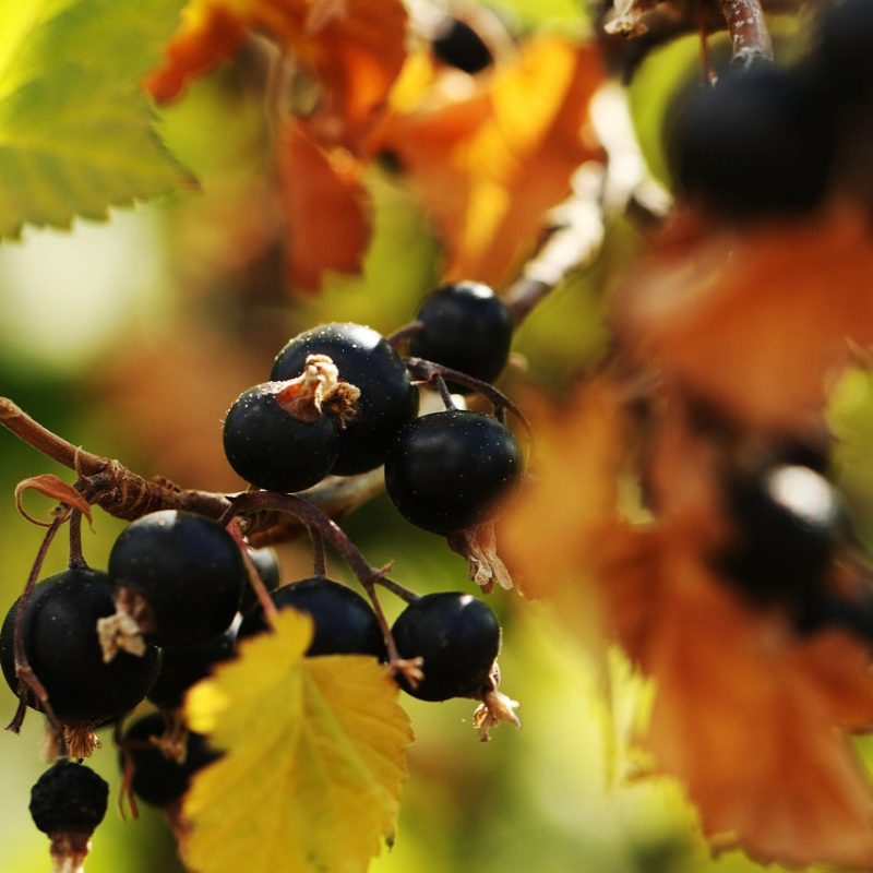 Recipe: Bramble Cocktail