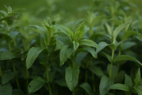 Recipe: Mojito