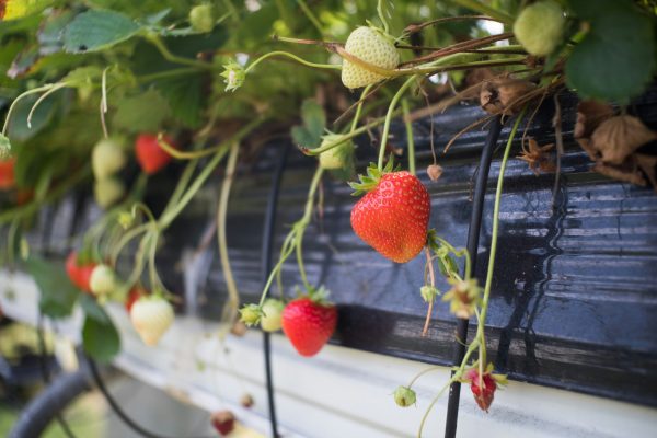 Recipe: Strawberry Lemonade